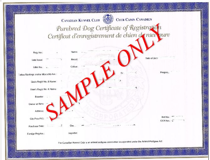 ckc dog registration